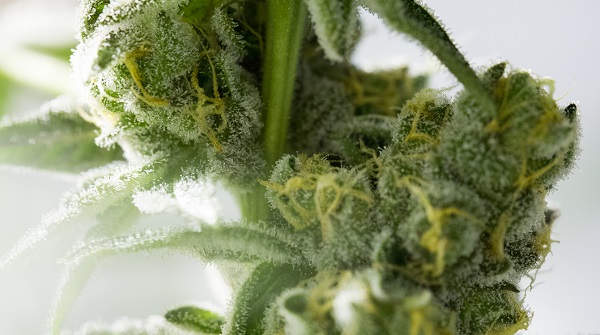 Is Possession of Marijuana Still A Crime in Colorado?