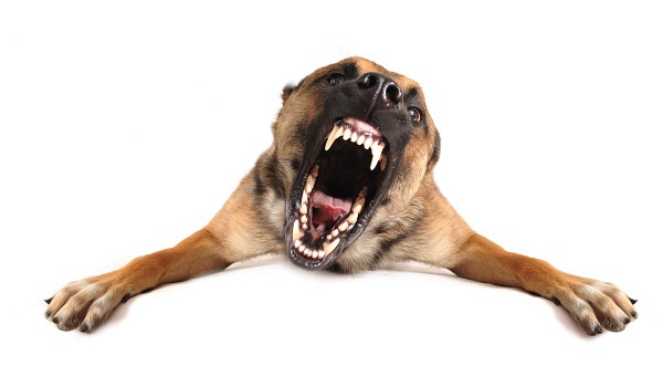 Common Defense Strategies Used in Dog Bite Cases