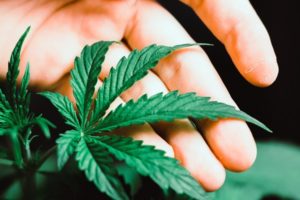 Is it Legal to Manufacture Marijuana Concentrates?